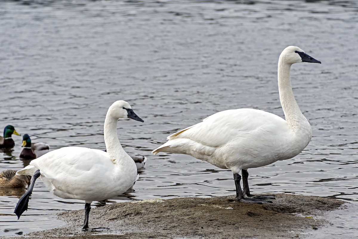 Tundra Swan - ML46762031