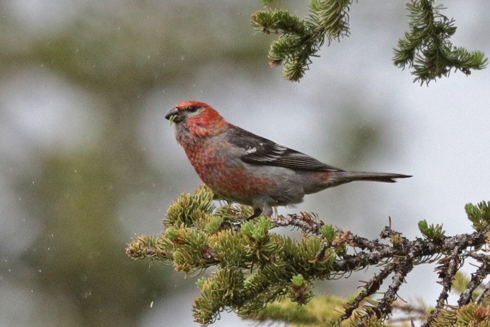 Pine Grosbeak - ML467621931