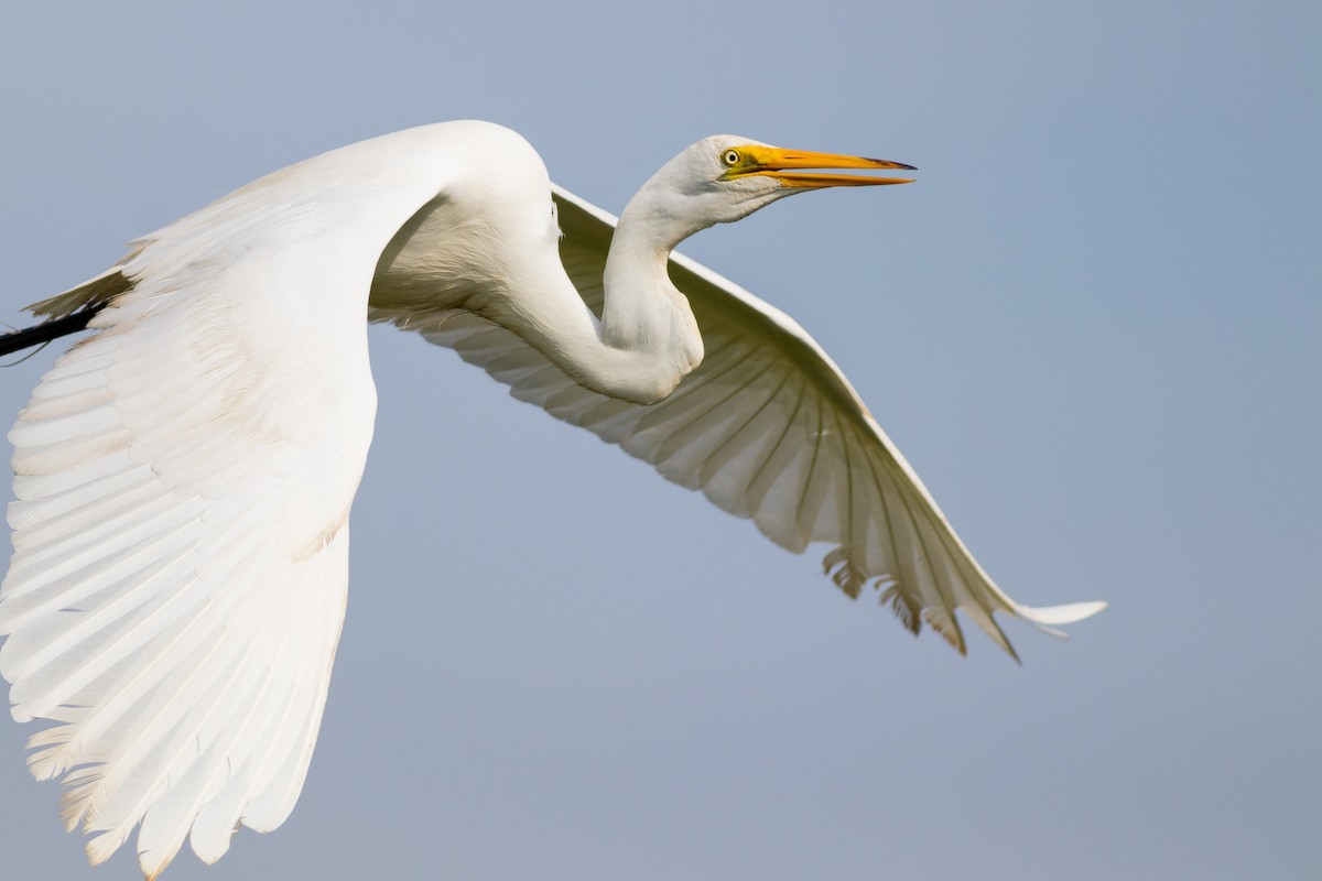 Great Egret - David Bohrer