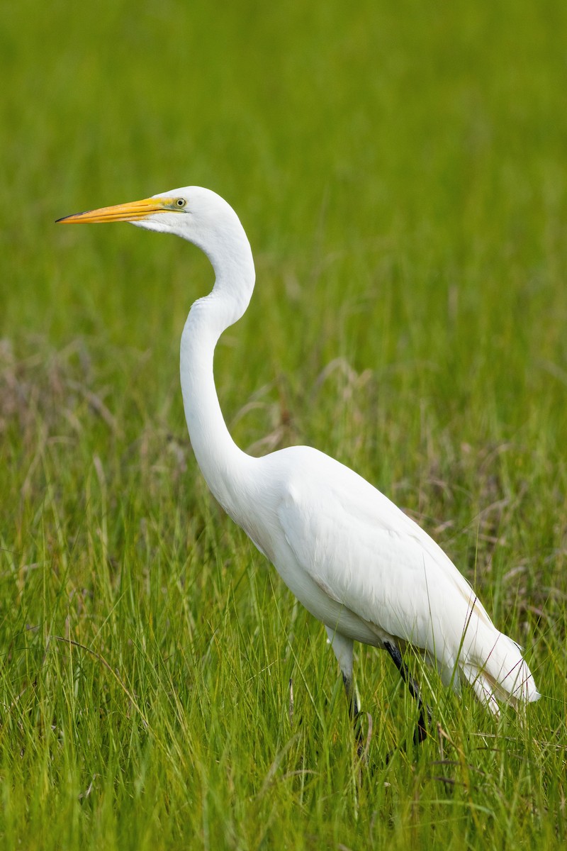 Great Egret - David Bohrer