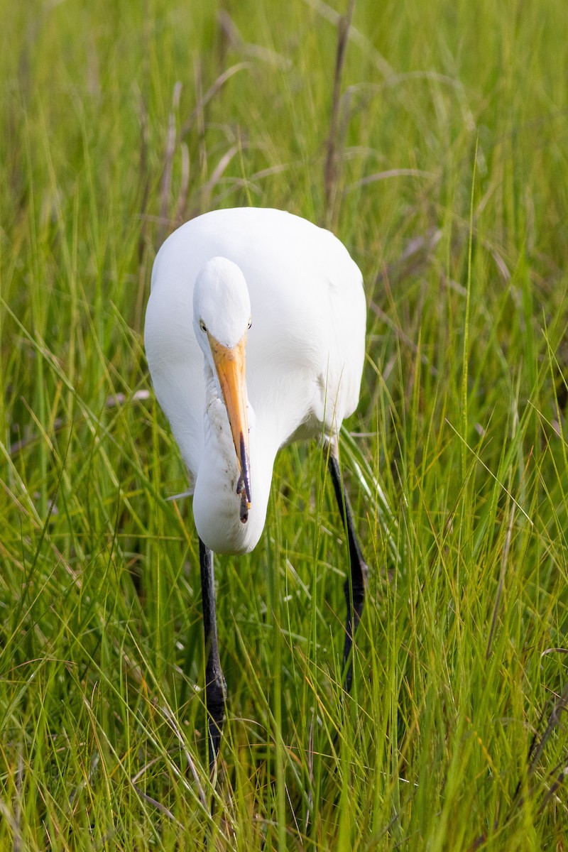 Great Egret - David Bohrer