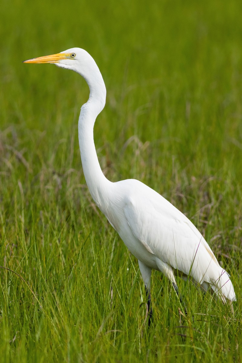 Great Egret - David Bohrer