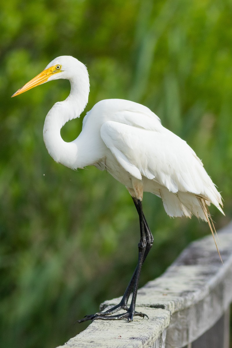 Great Egret - David Bohrer