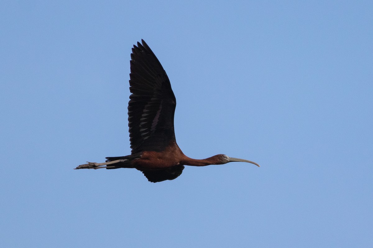 Glossy Ibis - ML467622121