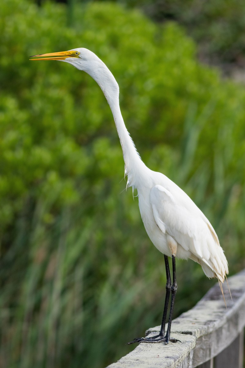 Great Egret - ML467622131