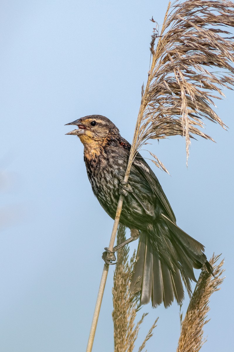 Red-winged Blackbird - David Bohrer