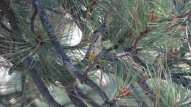 Grace's Warbler - ML467622481