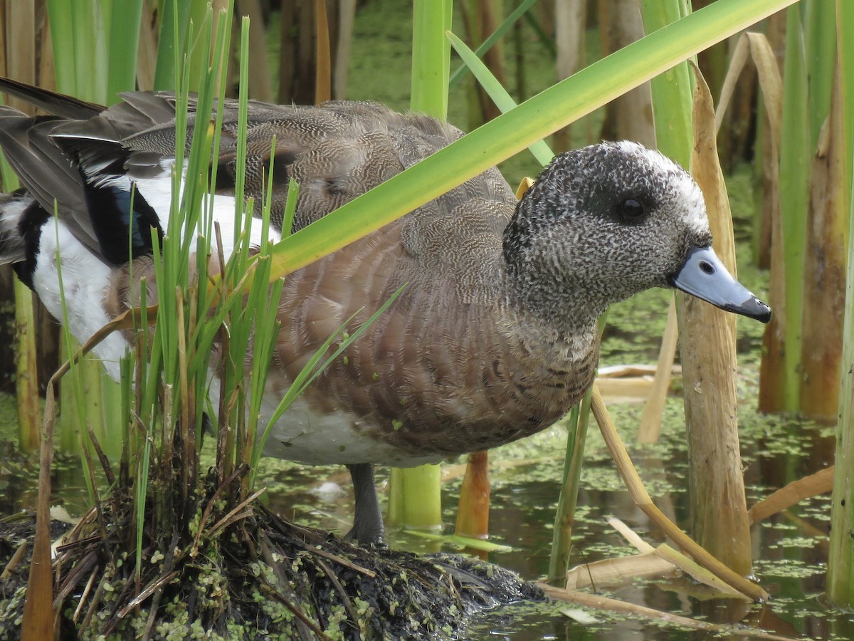 American Wigeon - William Marengo