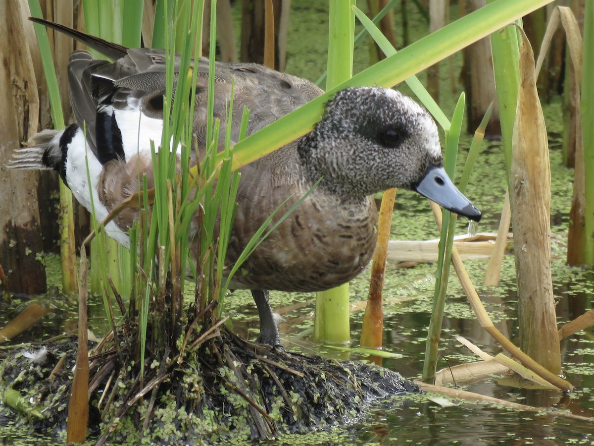 American Wigeon - William Marengo