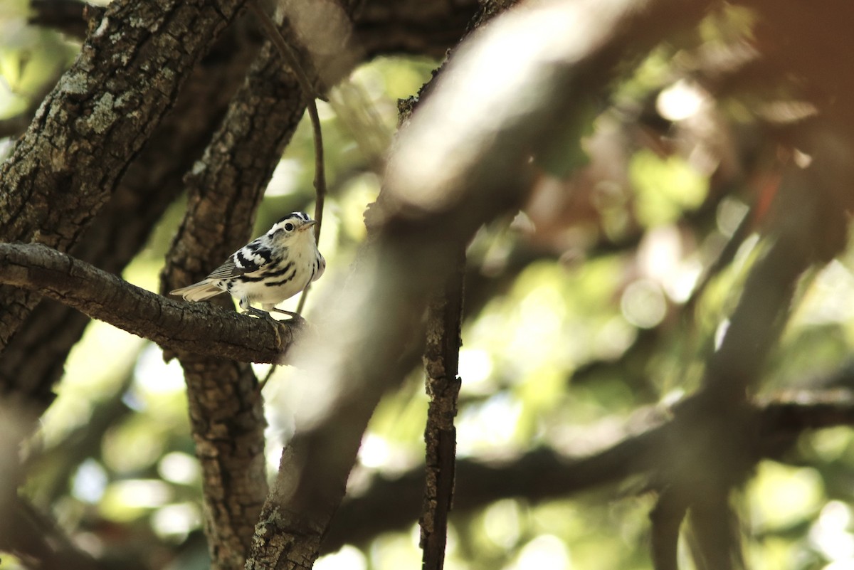 Black-and-white Warbler - ML467624131