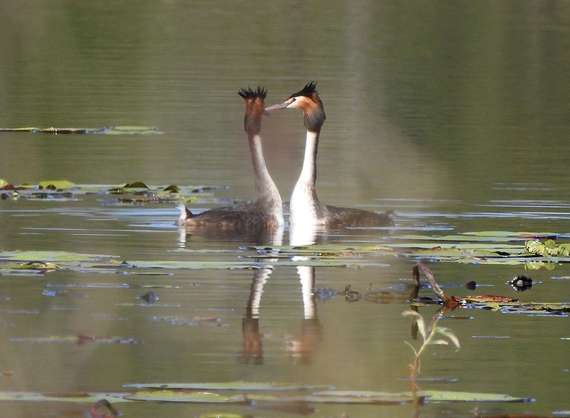 Great Crested Grebe - ML467624701