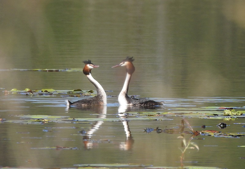 Great Crested Grebe - ML467624851