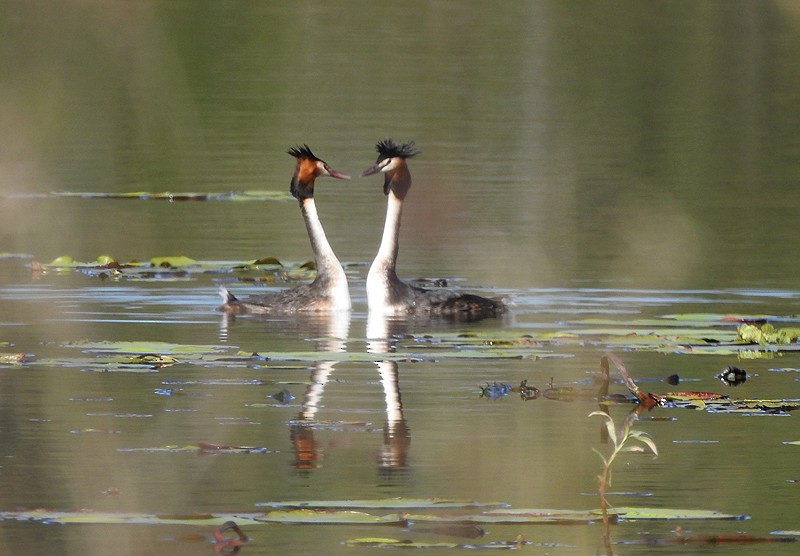 Great Crested Grebe - ML467624861