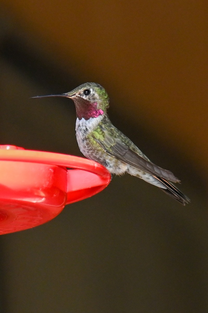 Broad-tailed Hummingbird - Kenneth Franklin