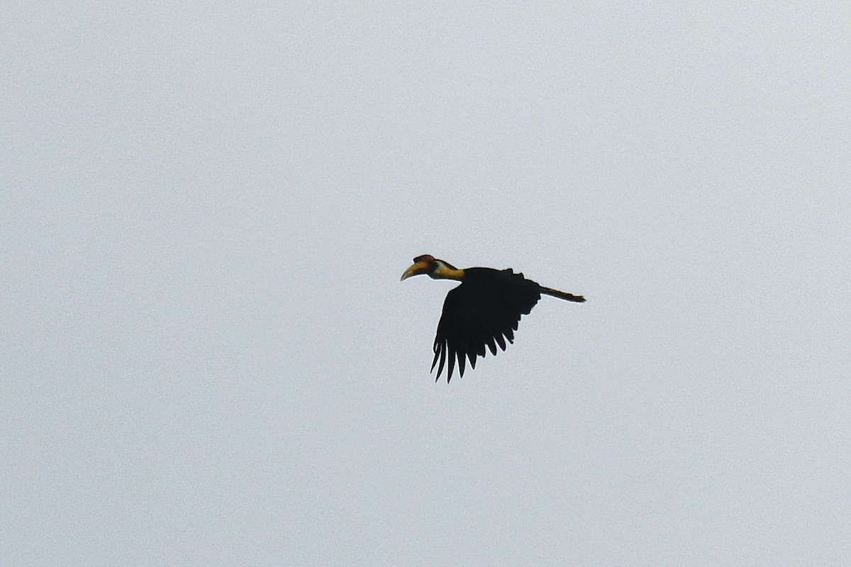 Wrinkled Hornbill - ML467627571