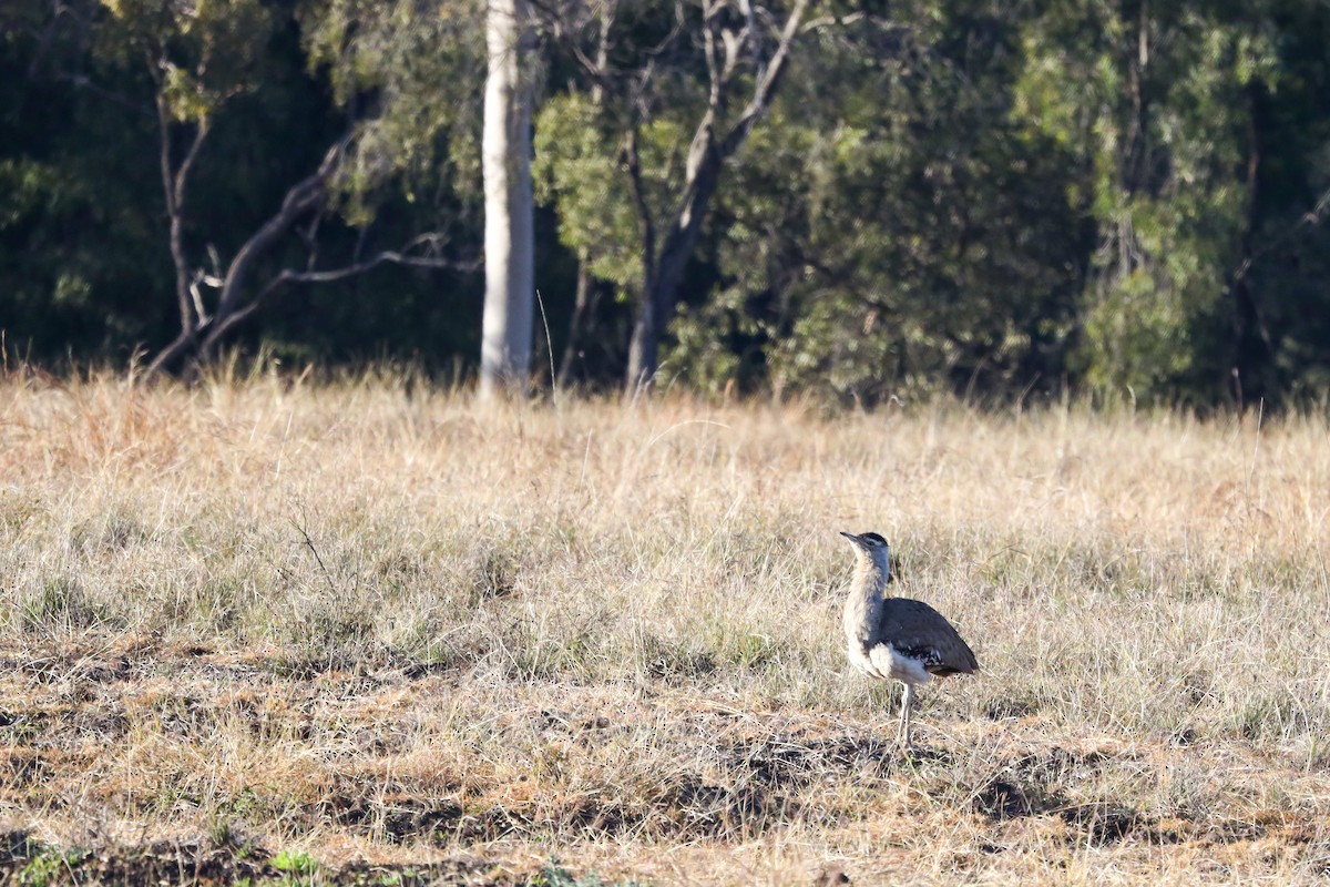 Australian Bustard - Richard and Margaret Alcorn