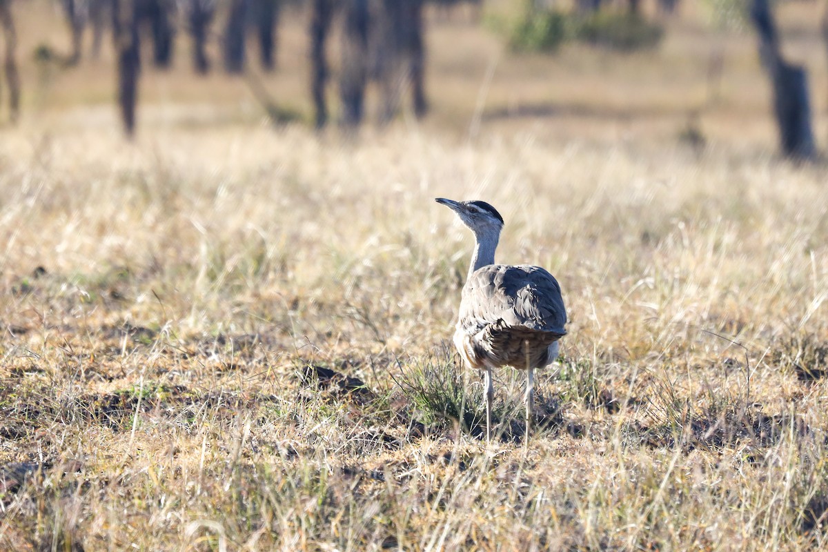 Australian Bustard - ML467628941