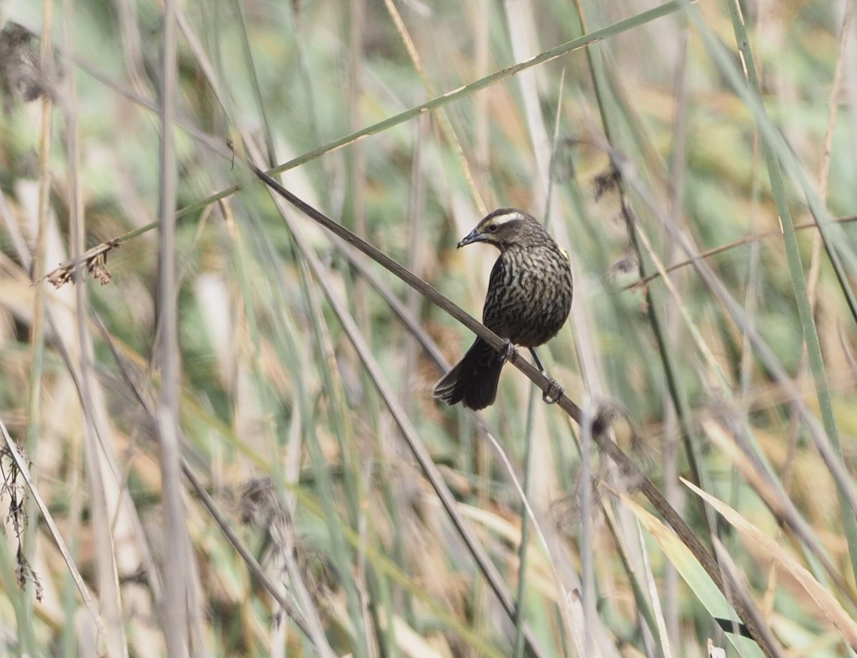 Yellow-winged Blackbird - ML467629011