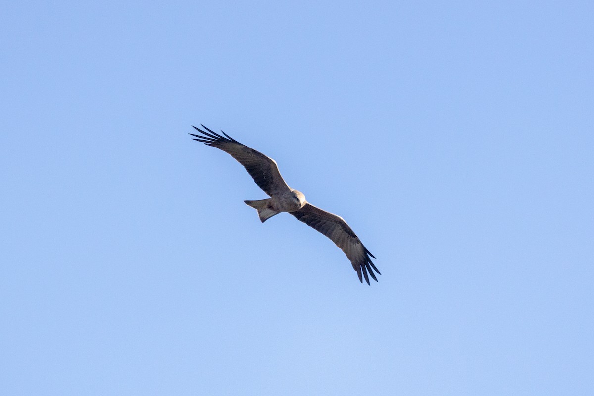 Black Kite - ML467629231