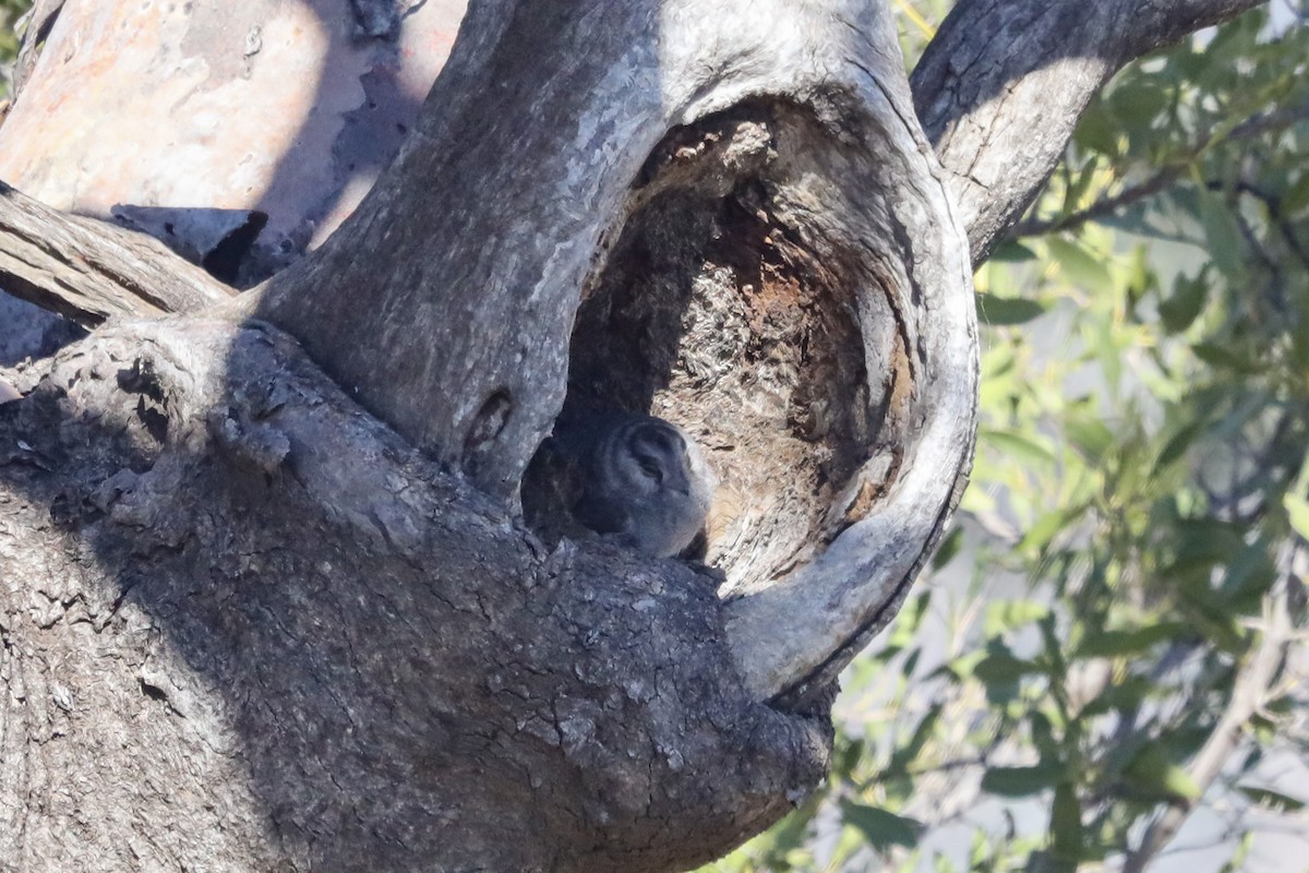 Australian Owlet-nightjar - ML467629801