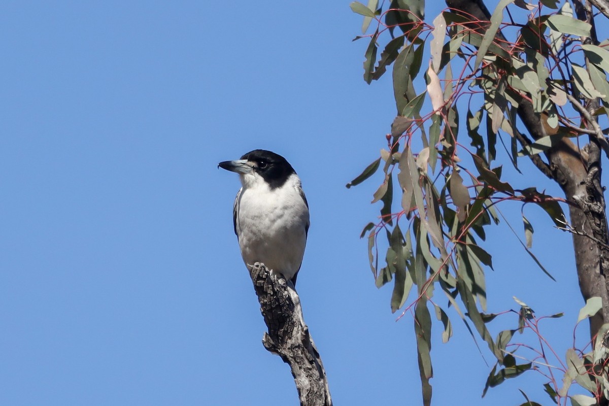 Gray Butcherbird - Richard and Margaret Alcorn