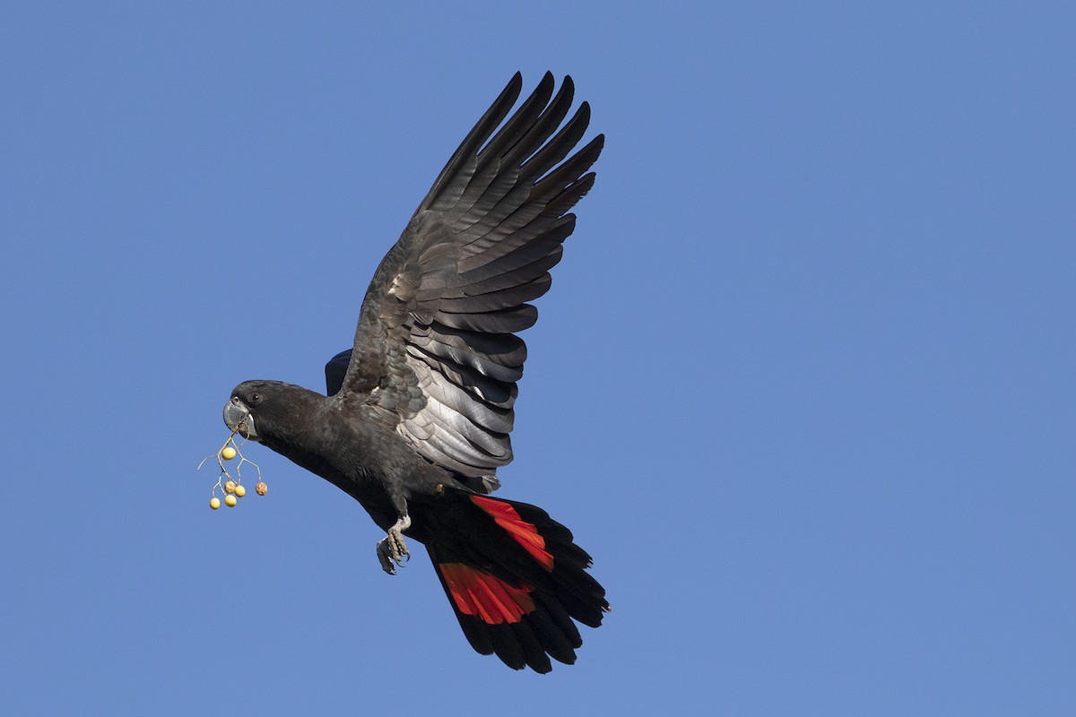 Red-tailed Black-Cockatoo - ML467630381