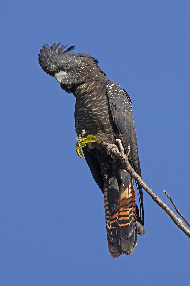 Red-tailed Black-Cockatoo - ML467630601