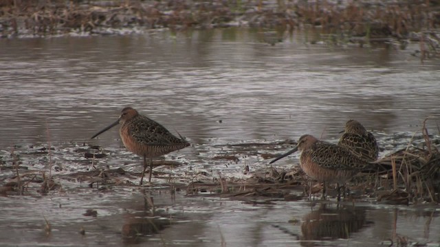 Long-billed Dowitcher - ML467632