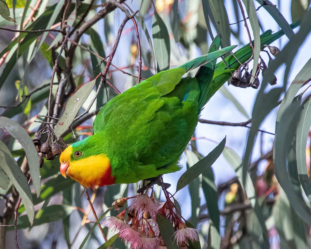 Superb Parrot - Hoeckman's Wildlife