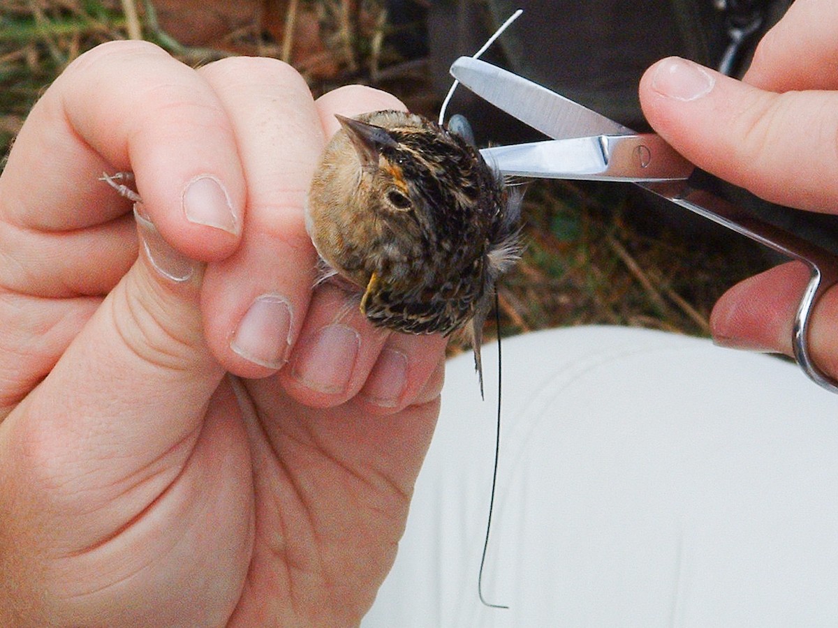 Grasshopper Sparrow - ML467632951