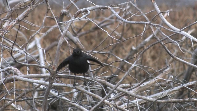 Rusty Blackbird - ML467634