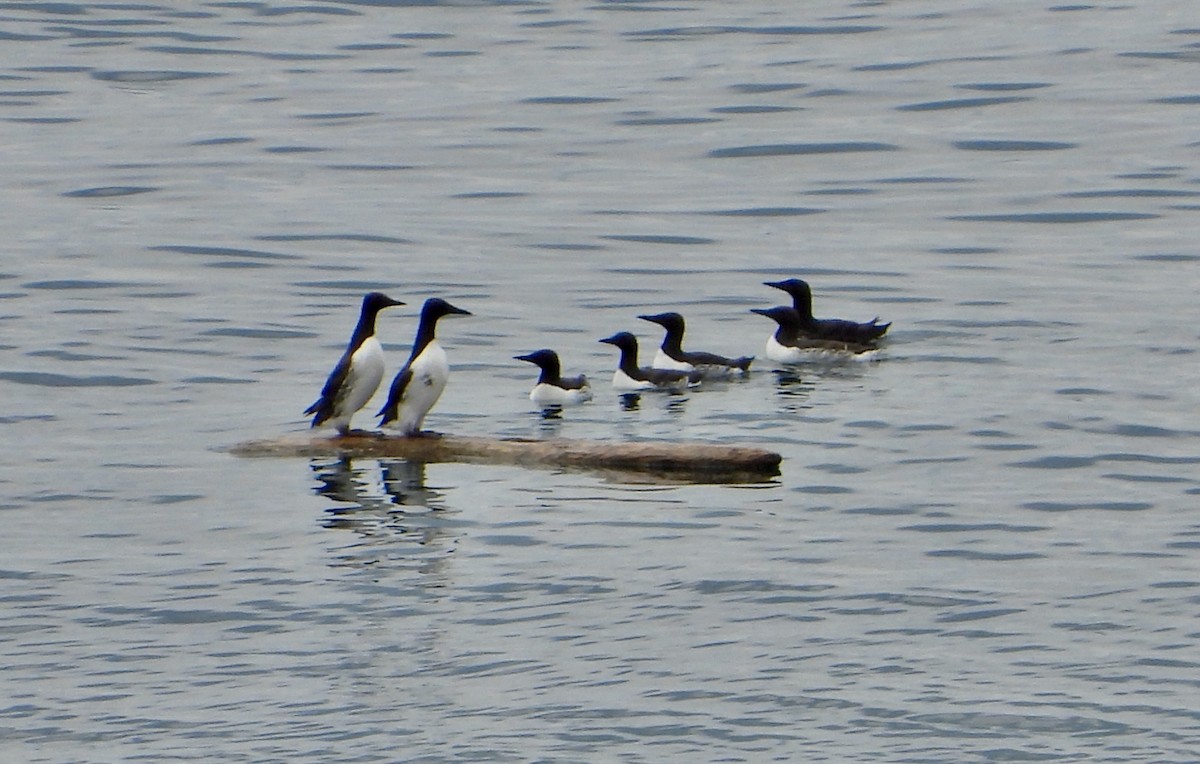 Common Murre - Kisa Weeman