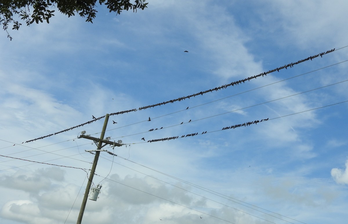 Purple Martin - ML467635811