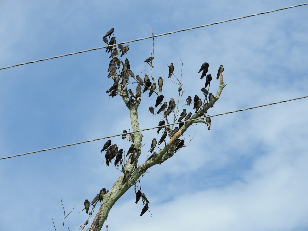 Purple Martin - ML467635851