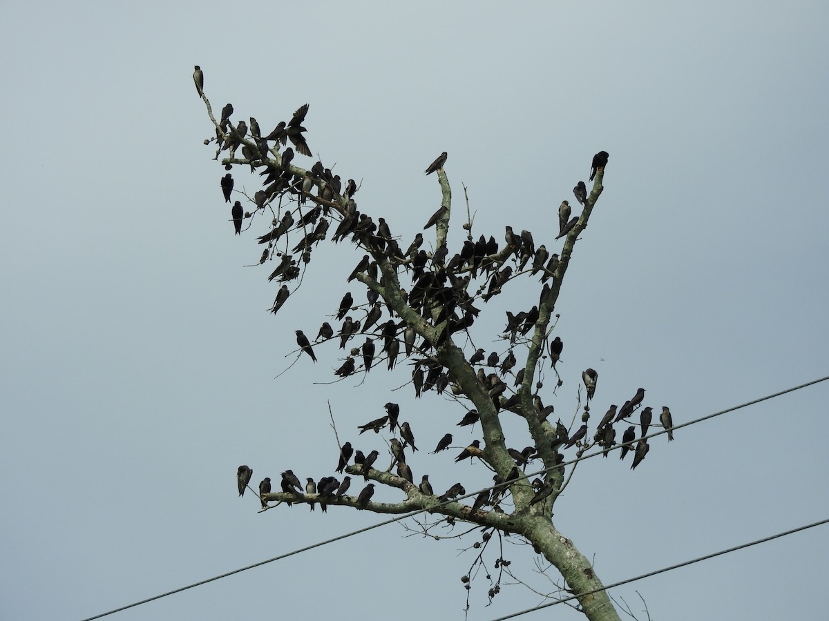 Purple Martin - ML467635861