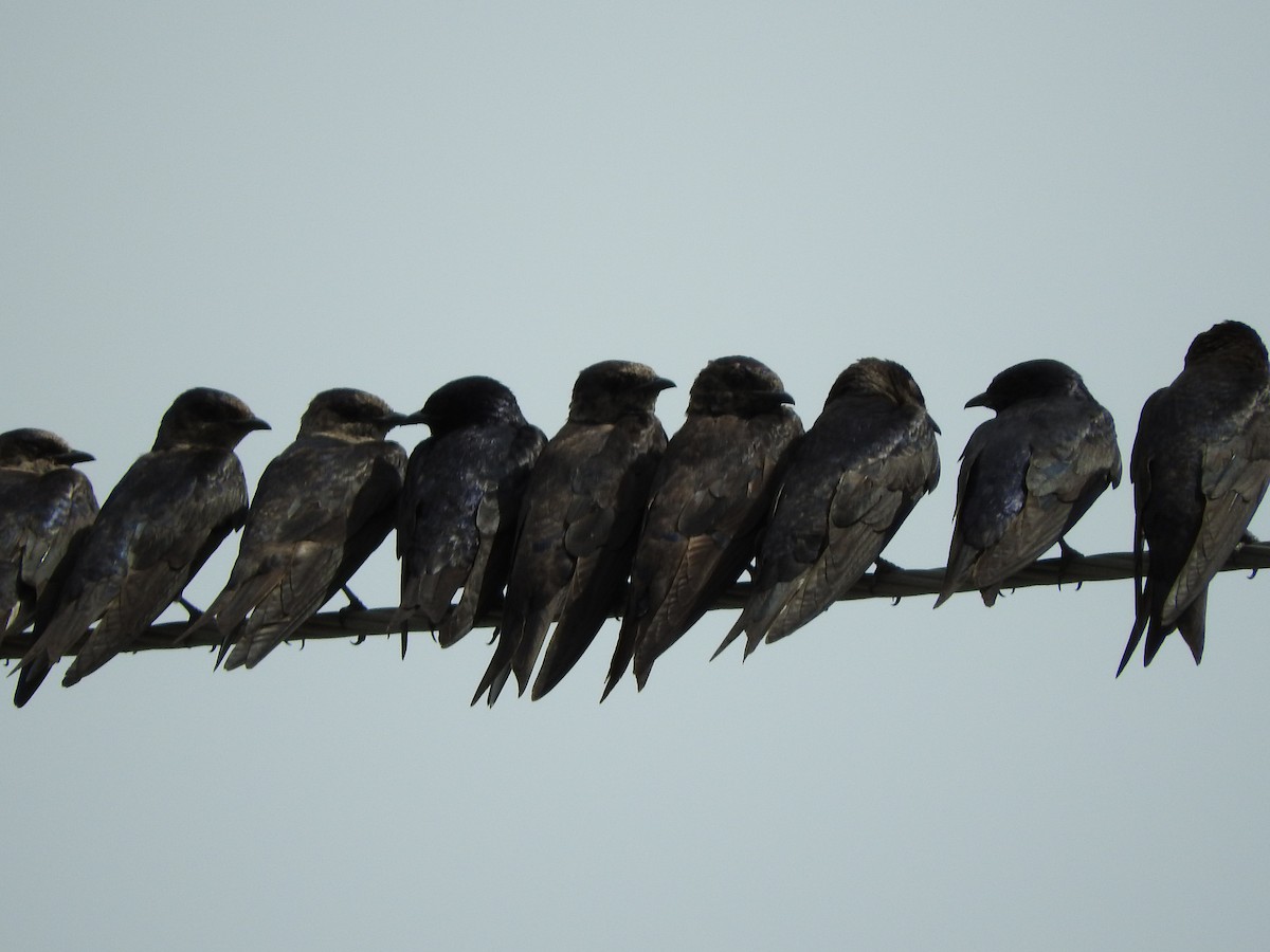 Purple Martin - ML467635901