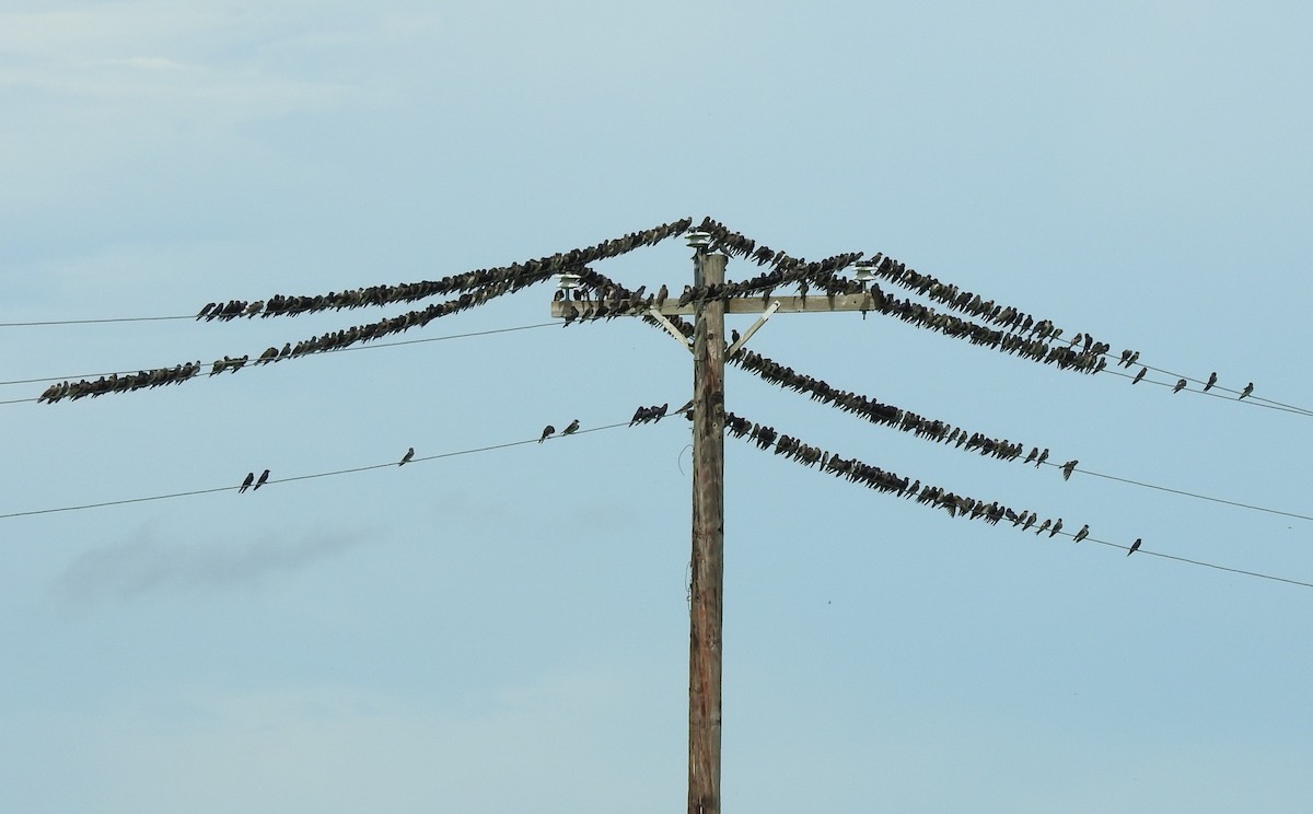 Purple Martin - ML467635981