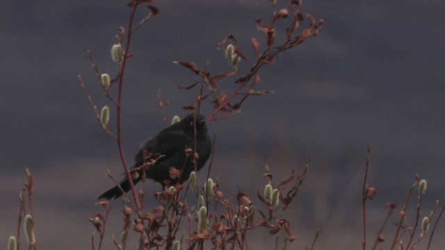 Rusty Blackbird - ML467636