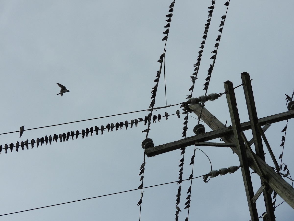 Purple Martin - Denise & David Hamilton