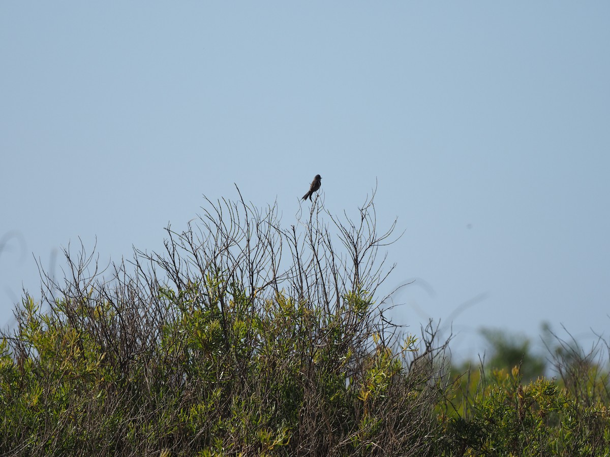 Plain-mantled Tit-Spinetail (aegithaloides) - ML467636871