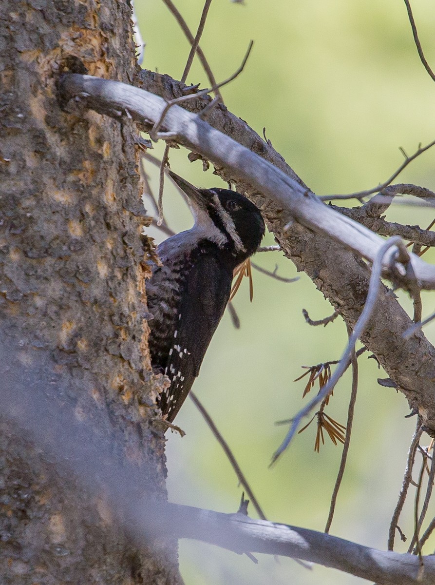 Black-backed Woodpecker - ML467637591