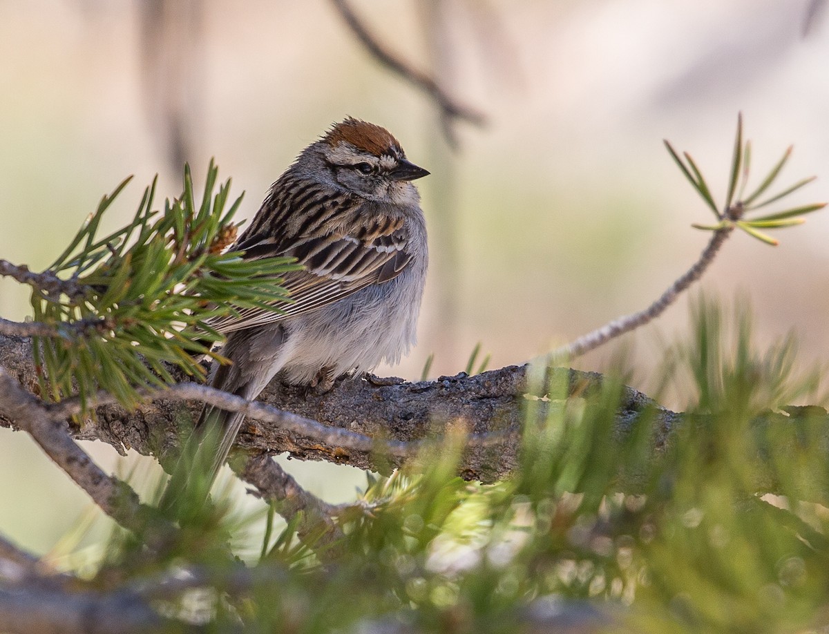 Chipping Sparrow - ML467637861
