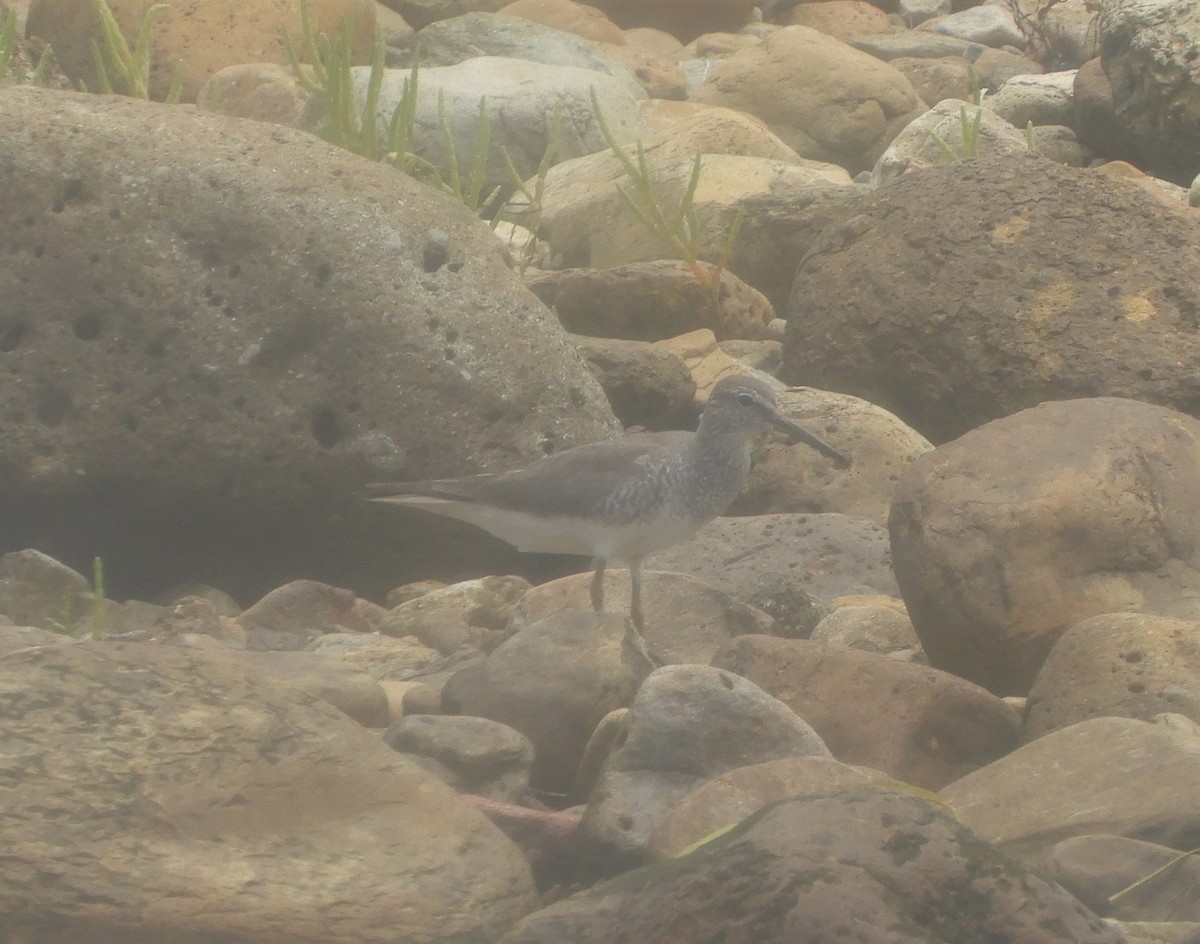 Grauschwanz-Wasserläufer - ML467638291