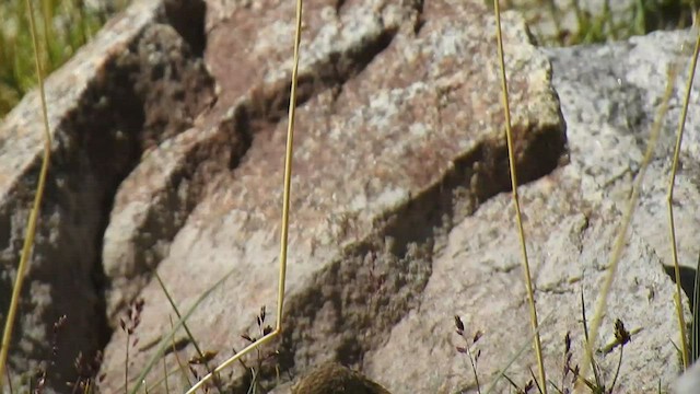 Fanello nordico - ML467638951