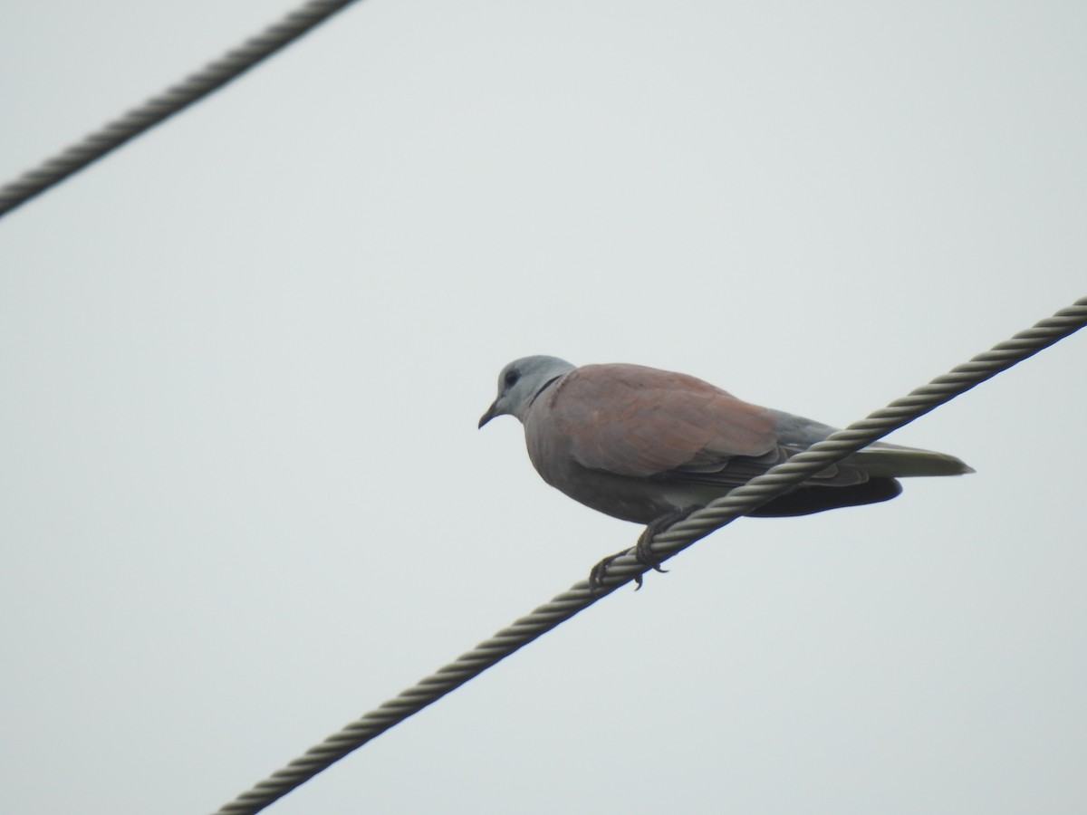 Red Collared-Dove - ML467639541