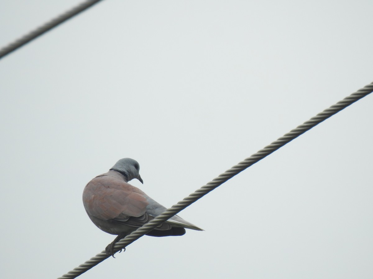 Red Collared-Dove - ML467639551