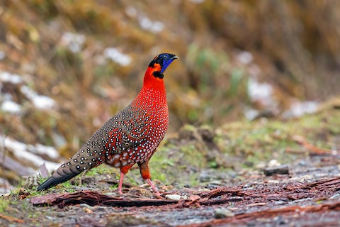 Satyr Tragopan - Tragopan satyra - Media Search - Macaulay
