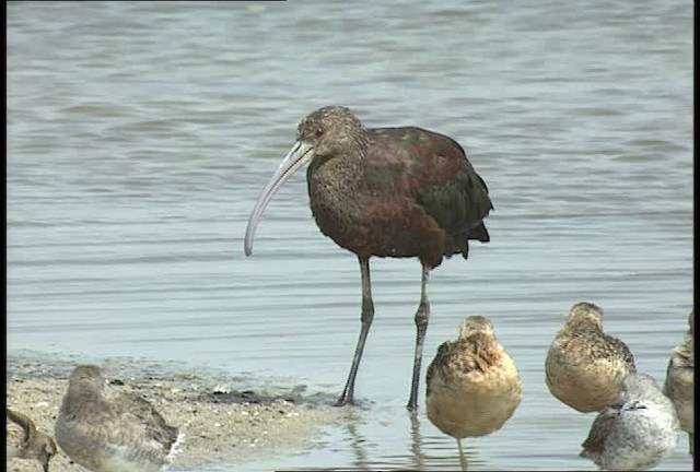 White-faced Ibis - ML467641