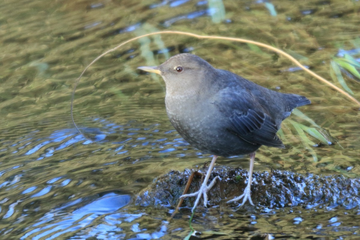 American Dipper - James McKenzie