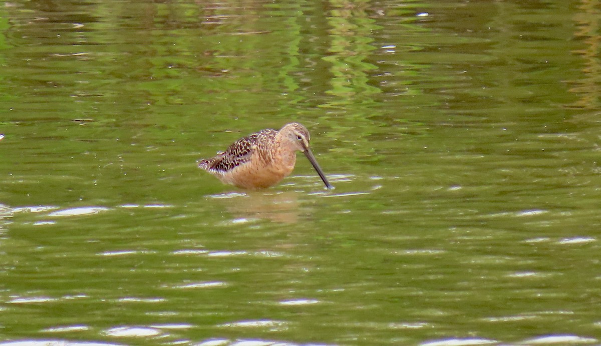 Long-billed Dowitcher - ML467642521